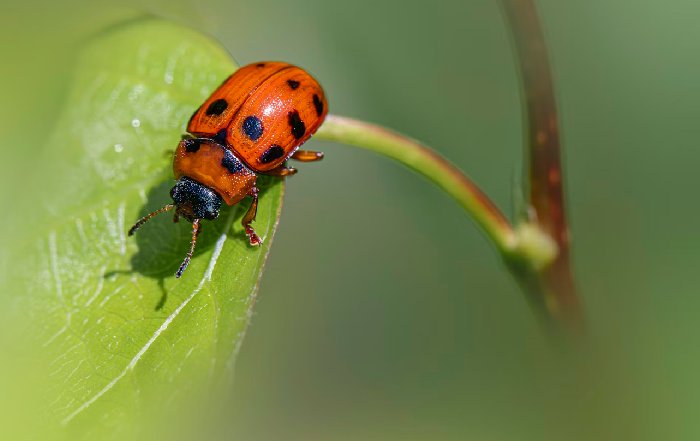 Article Image for Biodiversity Loss and Global Business Risk