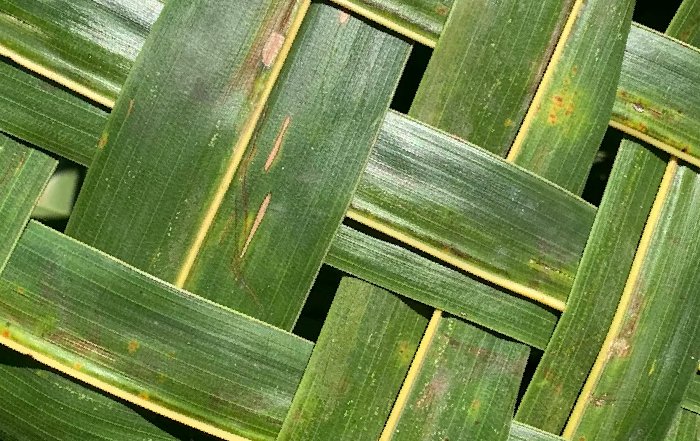 Article Image for Breakthroughs in Sustainable Materials