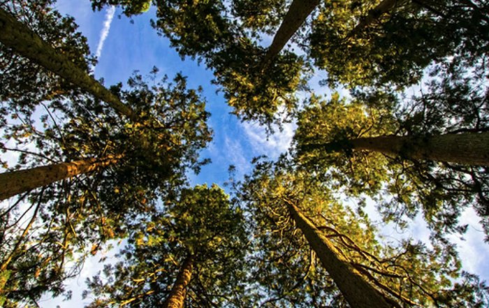 Article Image for Corporate Strategies Focused on Environmental Accountability