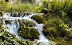 Article Image for Forest Bathing and Its Proven Health Benefits