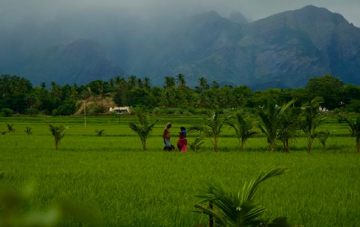 Article Image for Global Food Security Challenges and Solutions