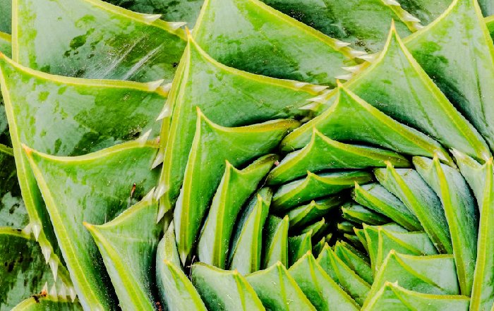 Article Image for Innovative Plant-Based Nutrition Trends