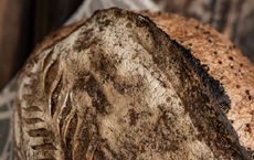 Article Image for Precision Fermentation and the Future of Food