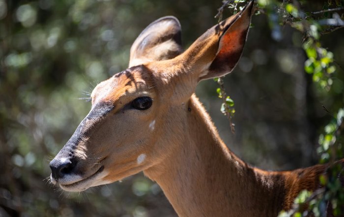 Article Image for Technology for Monitoring and Protecting Wildlife